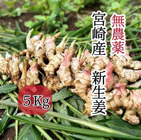 【目立った傷や汚れなし】無農薬 新生姜 宮崎産 5㎏ 泥付き発送の落札情報詳細 ヤフオク落札価格検索 オークフリー