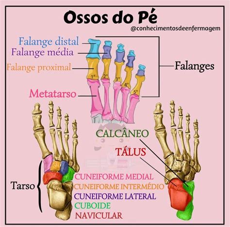 Ossos Do Carpo