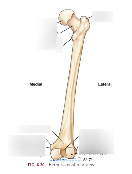 Femur Posterior View Diagram Quizlet