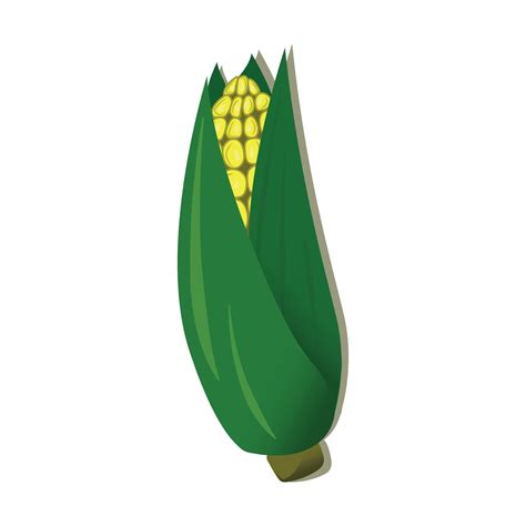 vector illustration of corn plant 7523683 Vector Art at Vecteezy