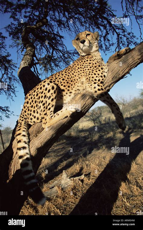 Cheetah Acinonyx Jubatus In Captivity Namibia Africa Stock Photo