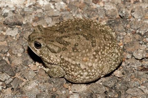 Texas toad - Alchetron, The Free Social Encyclopedia