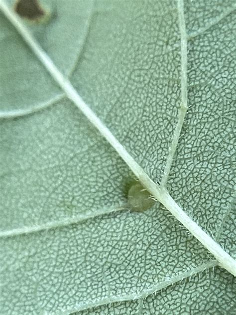 Maryland Biodiversity View Thumbnails Ash Bead Gall Mite Aceria