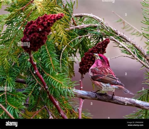 Purple Finch male close-up side view, perched red stag horn sumac and