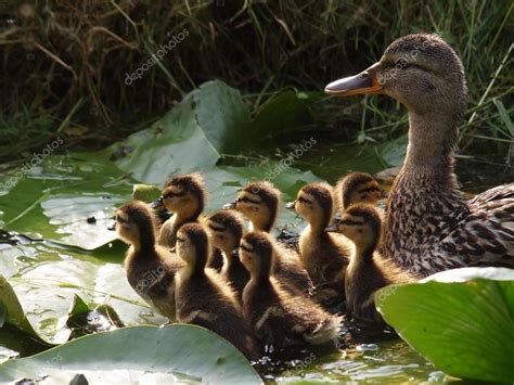 Mother Duck With Ducklings Stock Photo Ebfoto