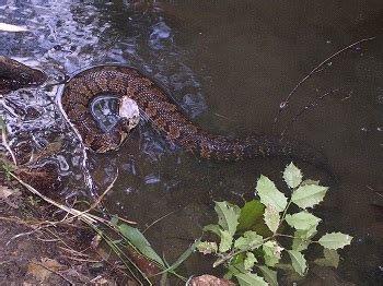 Cottonmouth Snake's Characteristics, Diet & Habitat | Study.com