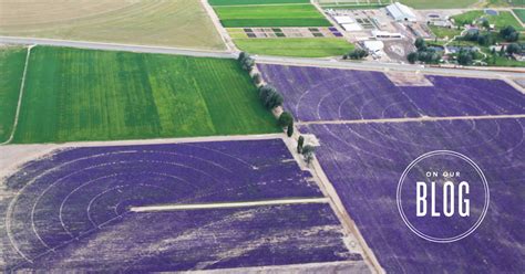 Meet the YL Lavender Farm & Distillery | Young Living Blog