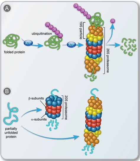 Biomolecules Free Full Text Regulating The 20s Proteasome Ubiquitin