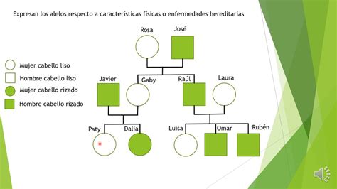 Arbol Genealogico Con Fenotipo YouTube