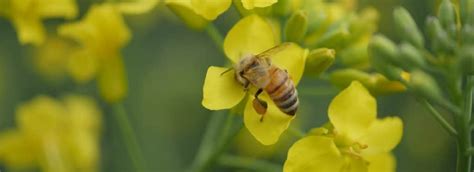 Beneficial Insects Canola Encyclopedia