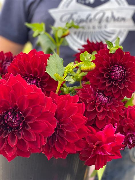 Tahoma Velvet Dahlia Tuber Triple Wren Farms