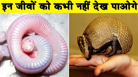 ऐसे जीव जो दुनिया की नजरों से छुपकर रहते हैं 5 Strange Animals You