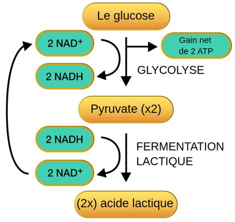 Respiration anaérobie Labster