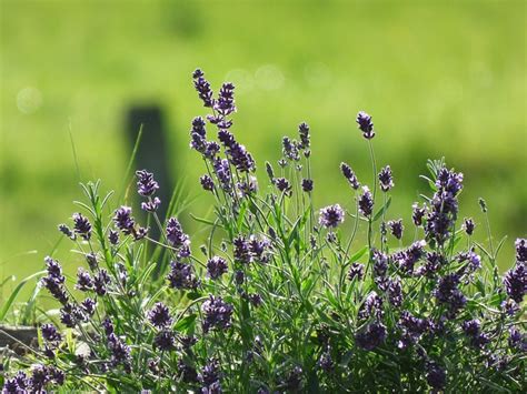 Lavender Alam Bunga Foto Gratis Di Pixabay Pixabay