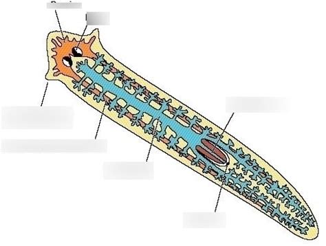 Platyhelminthes Anatomy Diagram | Quizlet