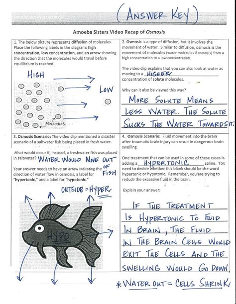 Osmosis And Water Potential Amoeba Sisters