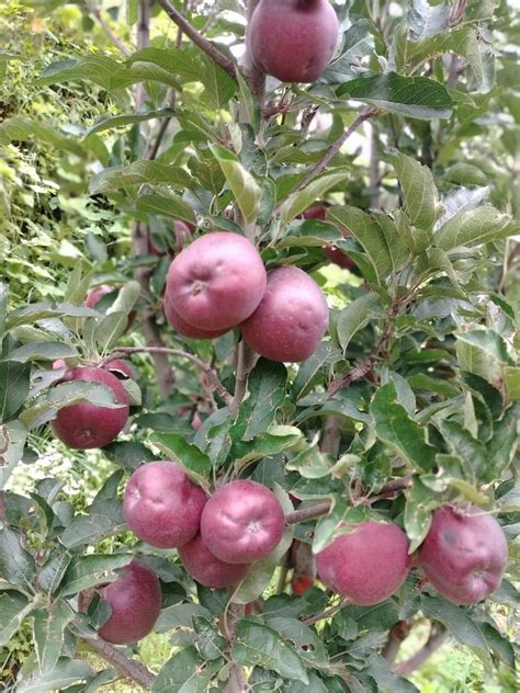 Himachali A Grade Shimla Royal Delicious Apples Packaging Size 25kg