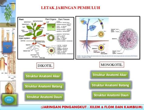 ANATOMI TUMBUHAN - JARINGAN PENGANGKUT