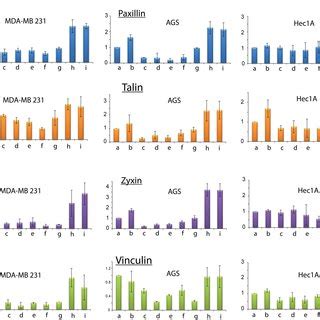 Quantification Of The Focal Adhesion Protein Expression Via Q Pcr For