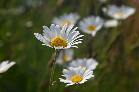 Blumen Margerite Krautige Pflanze Kostenloses Foto Auf Pixabay Pixabay