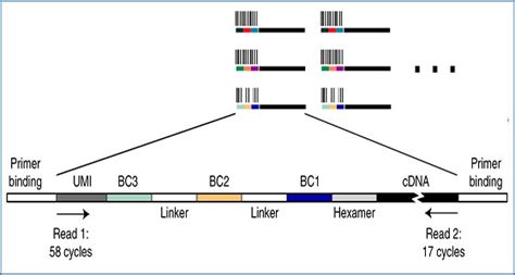 Petri Seq Prokaryotic Single Cell Rna Sequencing By In Situ