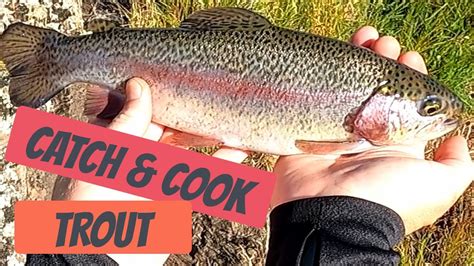 Rainbow Trout Catch And Cook Smoked Trout New England High Country