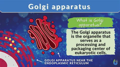 Function Of Golgi Complex With Diagram Golgi Apparatus Funct