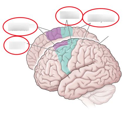 Neuro Exam Diagram Quizlet