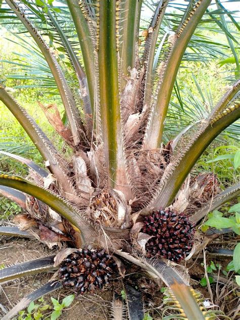 Oil Palm Trees In Sumatra Stock Image Image Of Agriculture 203389823