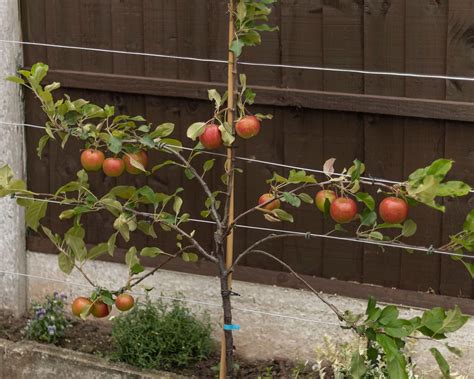 How To Prune Apple Trees Must Know Advice For How And When Gardeningetc