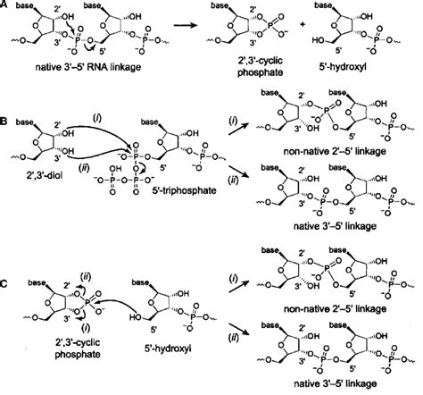 Reactions Of Rna A Rna Degradation By Intramolecular Download