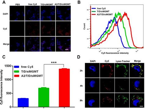 Cellular Uptake And Endosomal Escape Of A2 T D Cy5 SirNA In T98g Cells