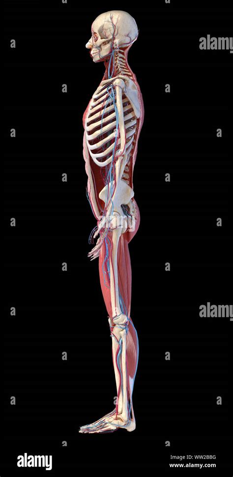 Human Anatomy Side View