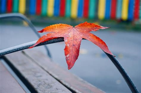 Premium Photo The Beautiful Red Tree Leaves In The Mountain In The Nature