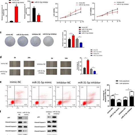 Mir P Facilitates Luad Cell Proliferation And Migration And Hampers