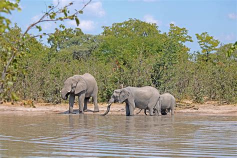 Afrikanischer Elefant Im Wasser Kostenloses Stock Bild Public Domain