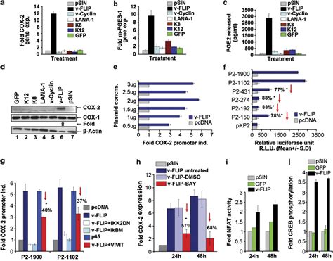 Effect Of V Flip K13 On Cox 2 Mpges 1 Gene Expression Cox 2 And Cox 1