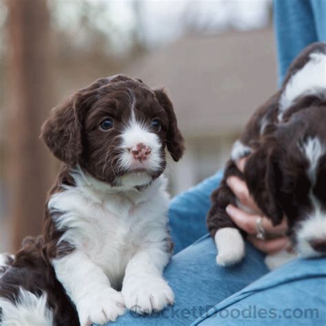 Springerdoodle Puppy With Markings Toy Dog Breeds Dalmation Puppy