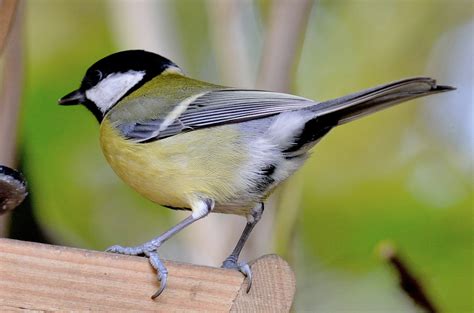 Les Oiseaux Et Autres Animaux De Nos Jardins Et Forets Quelques