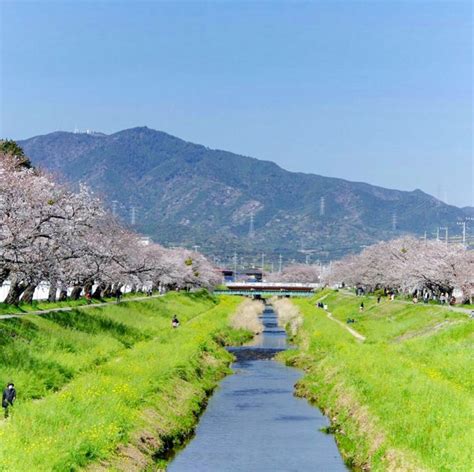 佐奈川堤の桜（桜並木と菜の花）愛知県豊川市の観光・撮影スポットの名所 東海カメラマップ