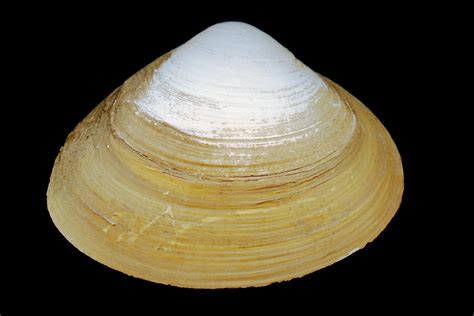 surf clam - Gulf Specimen Marine Lab