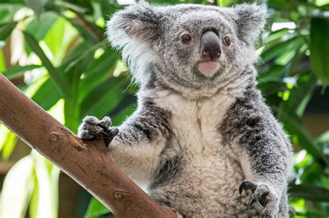 Australian Koalas Considered Functionally Extinct