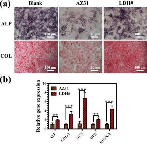 Alp Positive Areas And Col Secretion Of Mc T E Cultured In Various