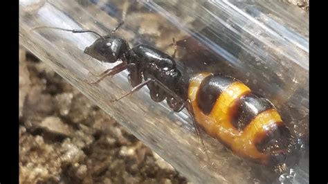 HUGE Camponotus Pennsylvanicus queen! (Physogastry) - YouTube