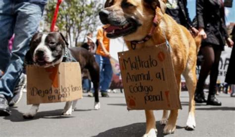 Marcha Nacional Contra El Maltrato Animal Próximo Domingo La Fm