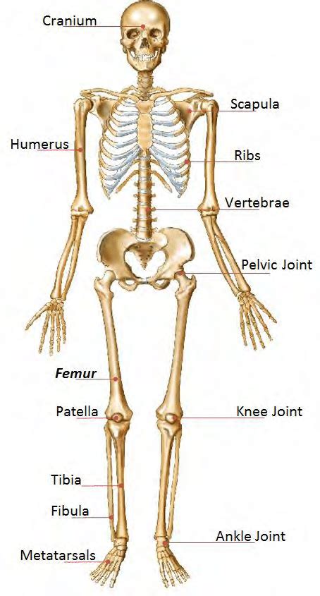 Full Human Skeleton Diagram