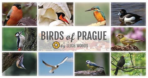 The 30 Most Common Bird Species In The Czech Republic Nature Blog Network