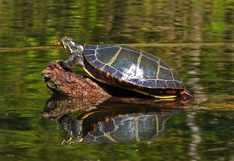 Eastern Painted Turtles Care Warehouse Of Ideas