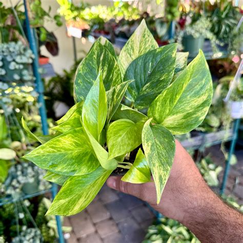 6” Neon Queen Pothos Land Of Alice