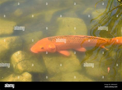 Koi Carps Fish Japanese Swimming Cyprinus Carpio Beautiful Color